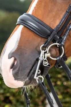 Bred Pullback Nosgrimma New English