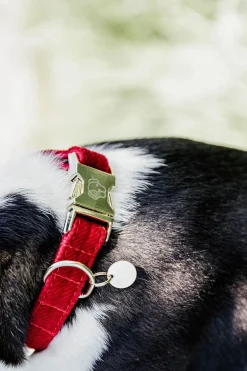 Corduroy Hundhalsband
