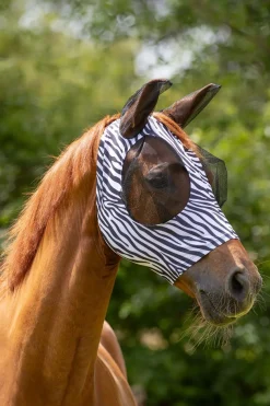 Flughuva Zebra