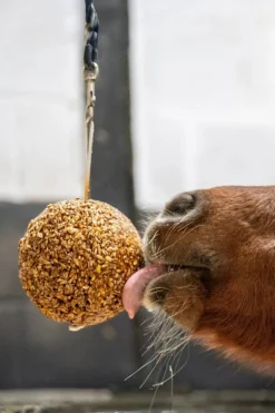 Granola Boll Melass