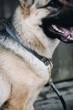 Loop Hundhalsband