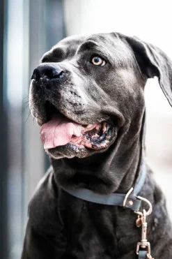 Loop Hundhalsband
