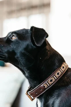 Pärlor Hundhalsband