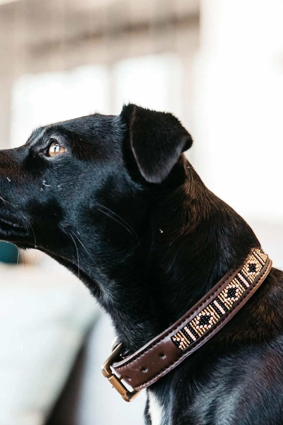 Pärlor Hundhalsband