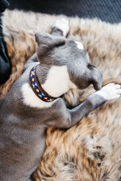 Pärlor Hundhalsband