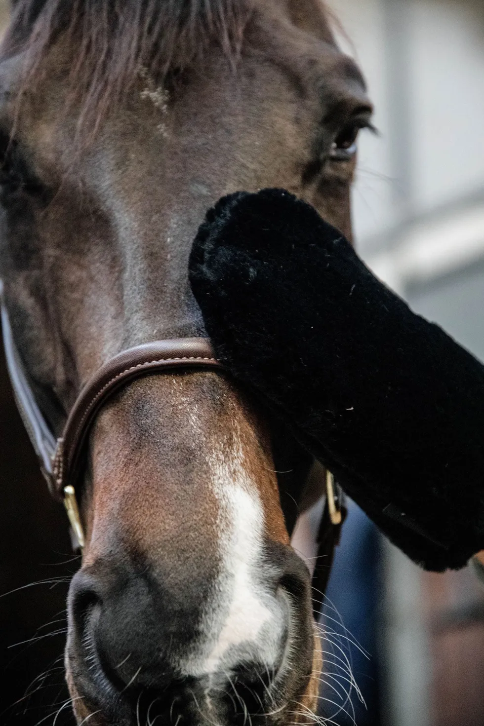 Sheepskin Grooming Glove