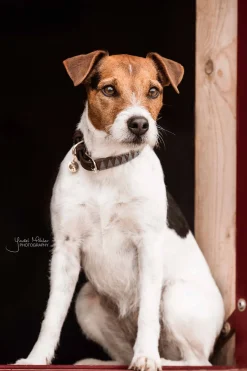 Triangel Hundhalsband