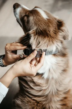 Triangel Hundhalsband