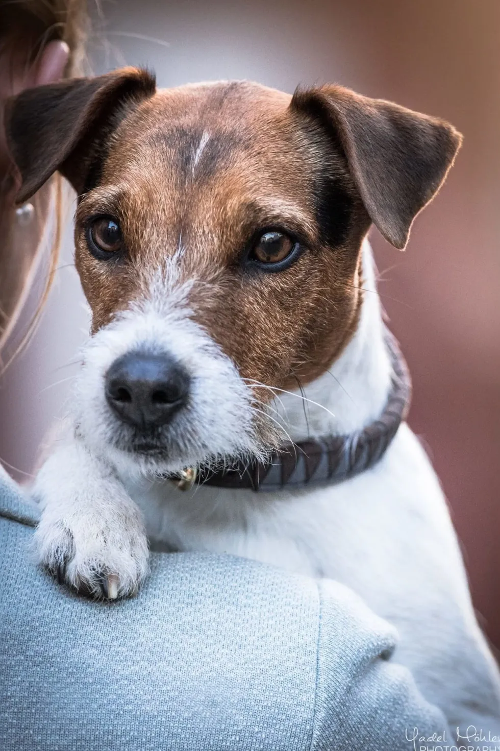 Triangel Hundhalsband