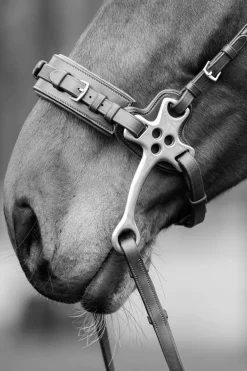 Trust Hackamore Svart/Silver